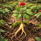 Ginseng Adaptogen